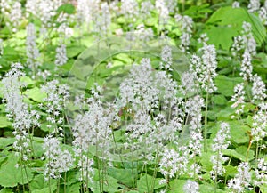 Heartleaf foamflower Tiarella cordifolia, white flowering plants photo