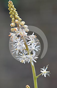 Heartleaf foamflower Tiarella cordifolia, flower stalk photo