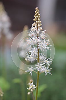 Heartleaf foamflower Tiarella cordifolia, white starry flowers photo