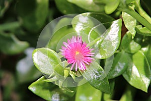 Heartleaf Ice Plant photo