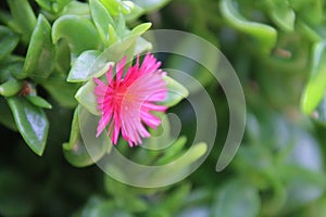 Heartleaf Ice Plant photo