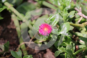 Heartleaf Ice Plant photo