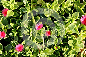 Heartleaf iceplant, Baby sun rose, Aptenia cordifolia