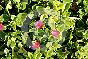 Heartleaf iceplant, Baby sun rose, Aptenia cordifolia