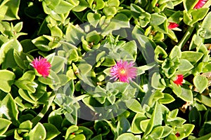 Heartleaf iceplant, Baby sun rose, Aptenia cordifolia