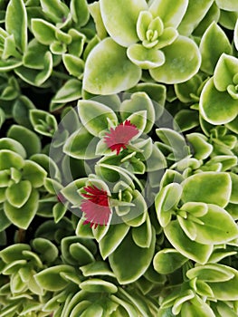 Heartleaf iceplant with red flowers photo