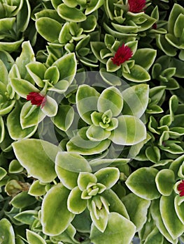 Heartleaf iceplant with red flowers photo