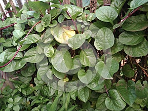 Heartleaf maderavine madevine