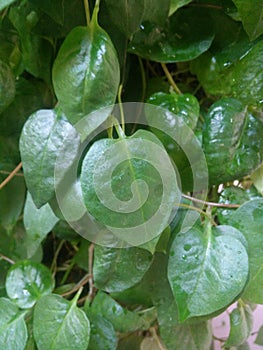 Heartleaf maderavine madevine