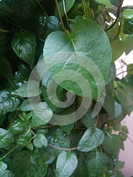 Heartleaf maderavine madevine