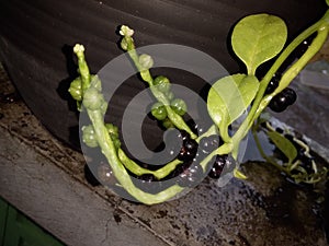 Basellaceae heartleaf maderavine madevine photo