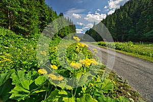 Heartleaf Oxeye flowers in Lubochnianska dolina valley in Velka Fatra