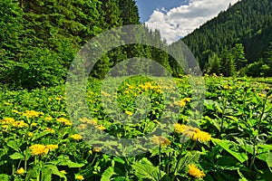 Heartleaf Oxeye flowers in Lubochnianska dolina valley in Velka Fatra