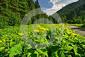 Heartleaf Oxeye flowers in Lubochnianska dolina valley in Velka Fatra