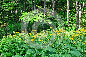 Oxeye srdčitá kvete v Lubochnianské dolině ve Velké Fatře