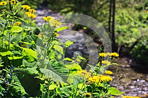 Heartleaf Oxeye flowers in Lubochnianska dolina valley in Velka Fatra