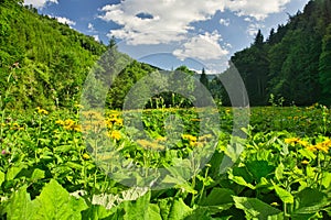 Heartleaf Oxeye flowers in Lubochnianska dolina valley in Velka Fatra