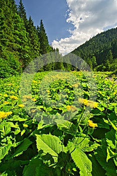 Oxeye srdčitá kvete v Lubochnianské dolině ve Velké Fatře