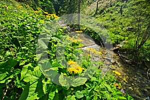 Heartleaf Oxeye in Lubochnianska dolina valley in Velka Fatra