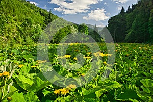 Heartleaf Oxeye flowers in Lubochnianska dolina valley in Velka Fatra