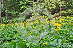 Heartleaf Oxeye flowers in Lubochnianska dolina valley in Velka Fatra