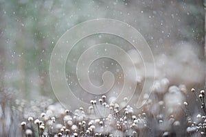 Heartleaf Oxeye seed heads in winter snowfall
