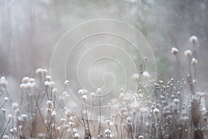 Heartleaf Oxeye seed heads in winter snowfall