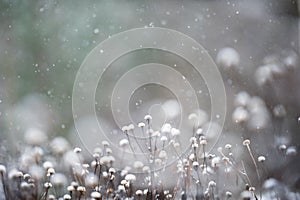 Heartleaf Oxeye seed heads in winter snowfall