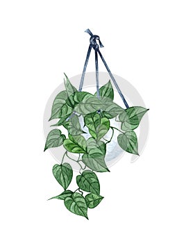 Heartleaf philodendron, houseplant in the pot, isolated on white background. Watercolor potted plant illustration. Home
