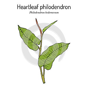 Heartleaf philodendron Philodendron hederaceum, or scandens , ornamental house plant.