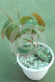 Heartleaf philodendron Plant on pot in farm photo