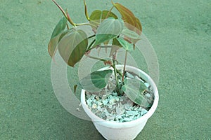 Heartleaf philodendron Plant on pot in farm photo