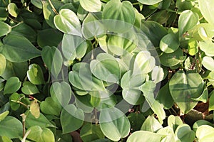 Heartleaf philodendron Plant on farm photo