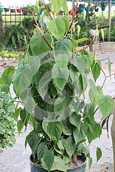 Heartleaf philodendron Plant on farm photo