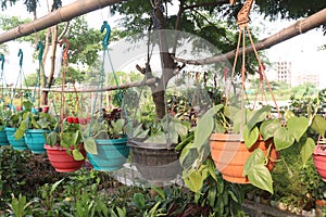 Heartleaf philodendron Plant on hanging pot in farm photo