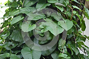 Heartleaf Philodendron vine Philodendron hederaceum produces shiny