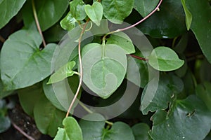 Heartleaf Philodendron vine Philodendron hederaceum produces shiny photo
