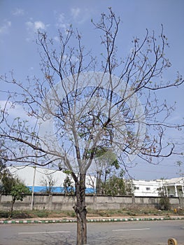 Lonelytree