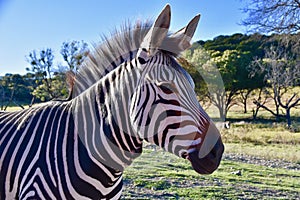 Heartman`s Headshot: Pretty Heartman`s Zebra at Fossil Rim Wildlife Center, Glen Rose, Texas