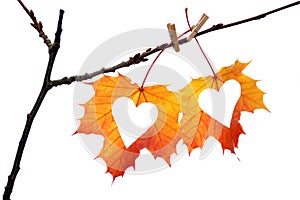 Hearts in autumn leaf