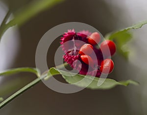 Hearts a Bustin Wildflower Euonymus Americanus