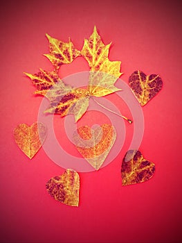 Hearts cut from maple leaf