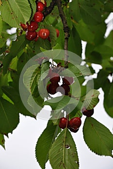 branch of cherry tree