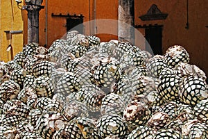 Hearts pinas of agave cactus on the ground of distillery prepared for tequila production Mexico