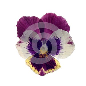 Heartsease photo