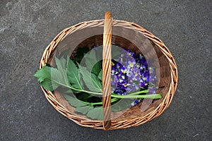 Heartsease & angelica foraging