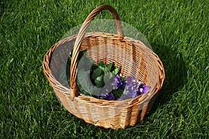 Heartsease and angelica foraging