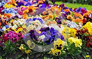 Heartsease, flower garden - close-up photo
