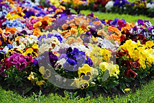 Heartsease, flower garden - close-up, flowerbed photo