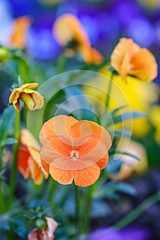 Heartsease in garden in Bad Pyrmont, Germany, closeup